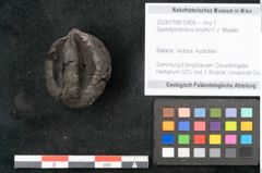 Foto (Objekt + Etikett) von Spondylostrobus smythii F.V. Mueller (NHMW-GEO-2024-0188-10406)